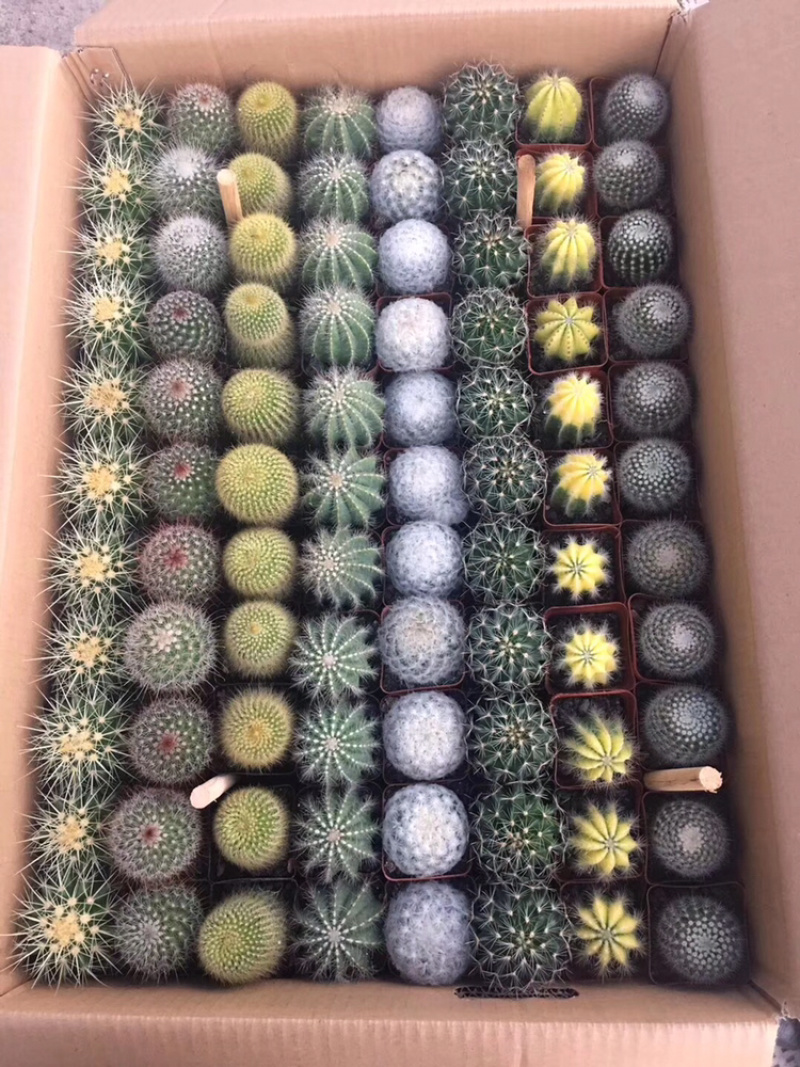 仙人球拼箱88颗