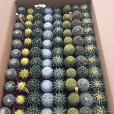 仙人球拼箱88颗