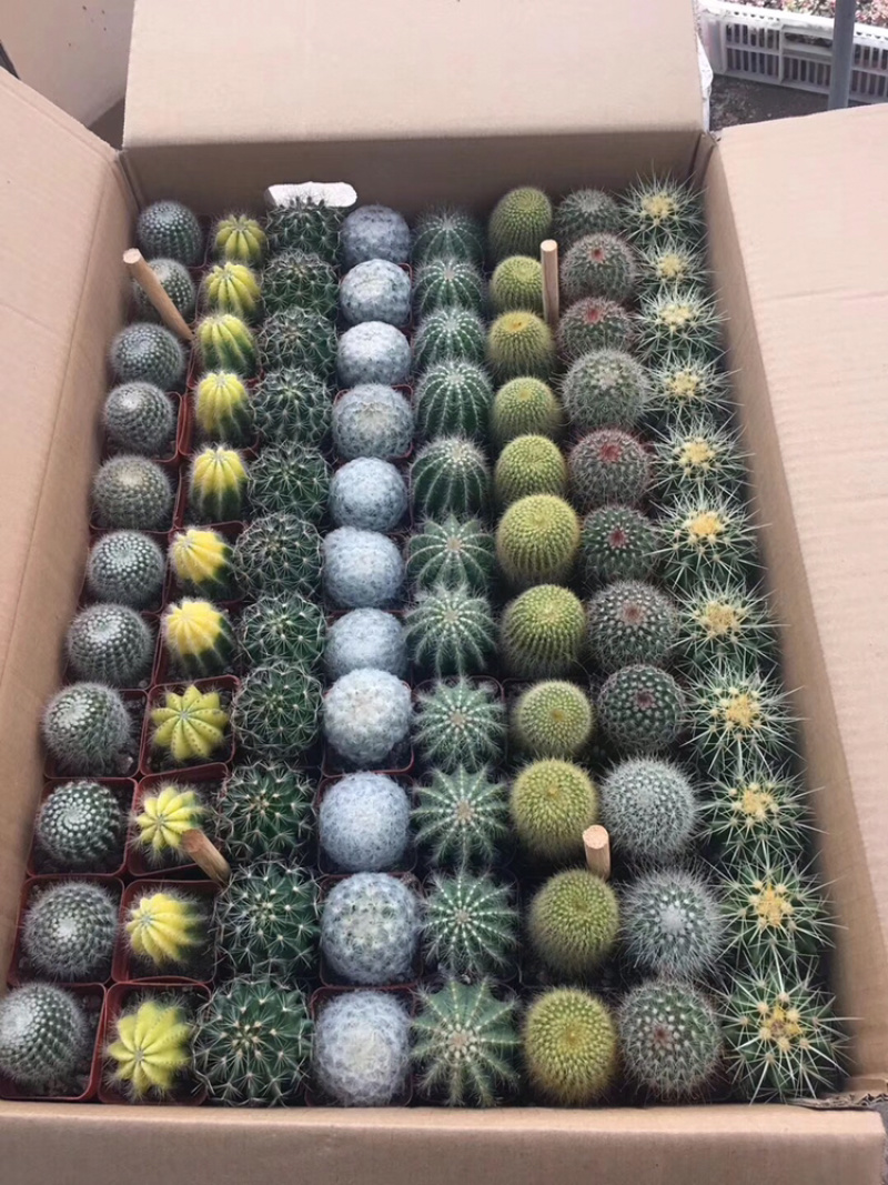 仙人球拼箱88颗