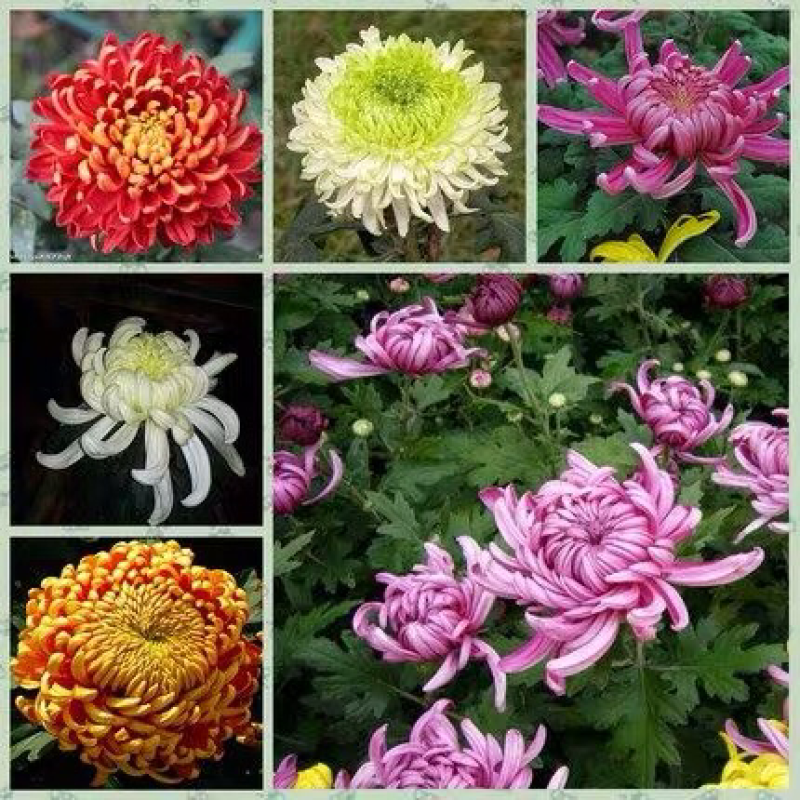 菊花苗菊花龙爪菊基地直销提供发票