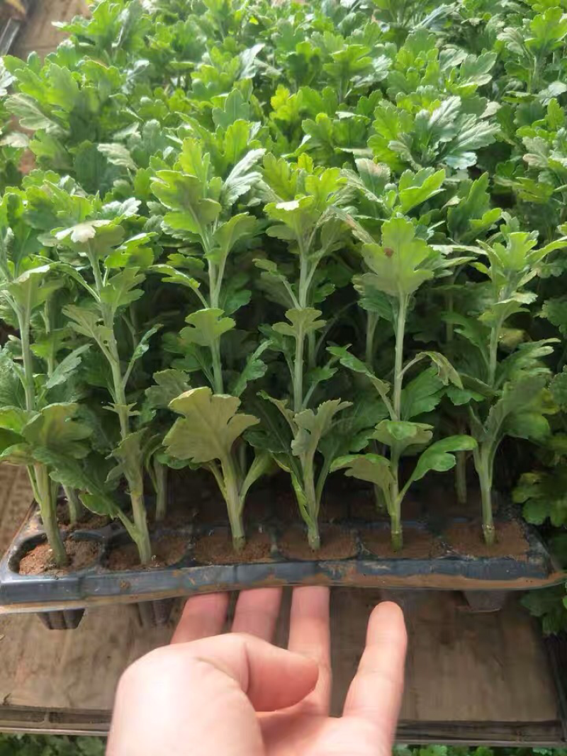 菊花苗菊花龙爪菊基地直销提供发票