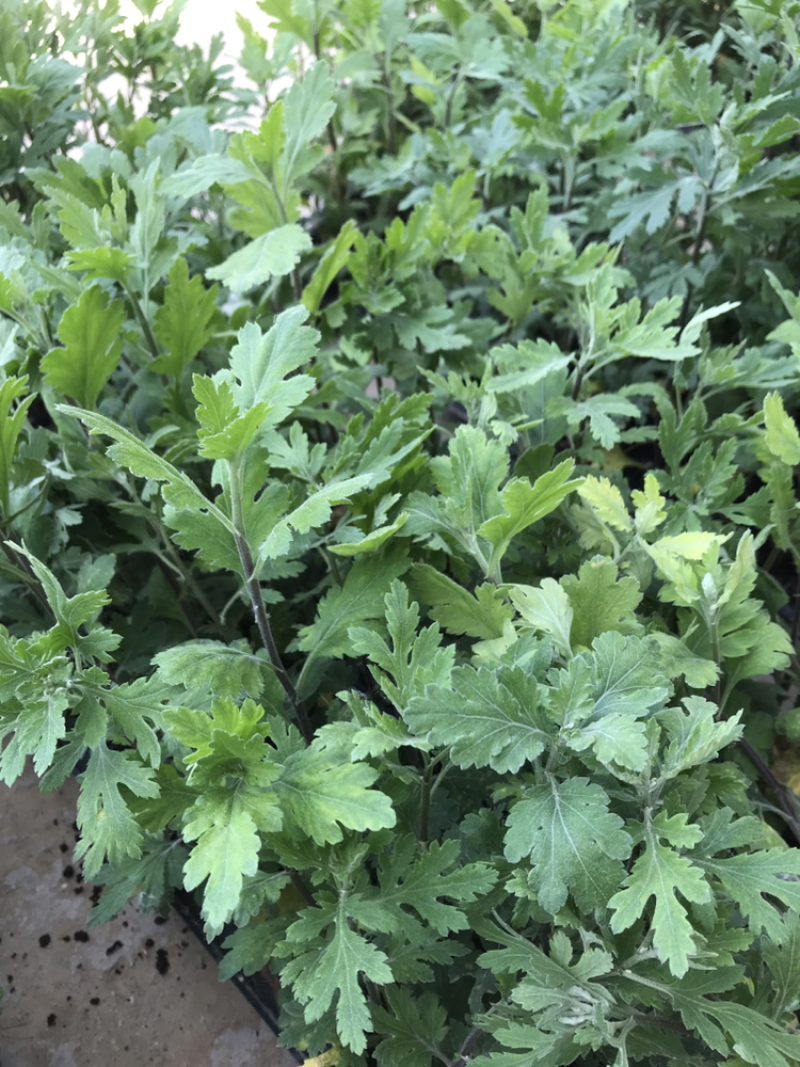 菊花苗菊花龙爪菊基地直销提供发票