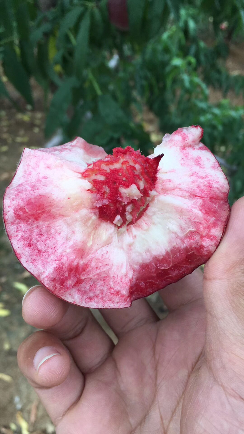 【顺丰包邮】血桃湖北水蜜桃电商微商供应链一件代发落地配