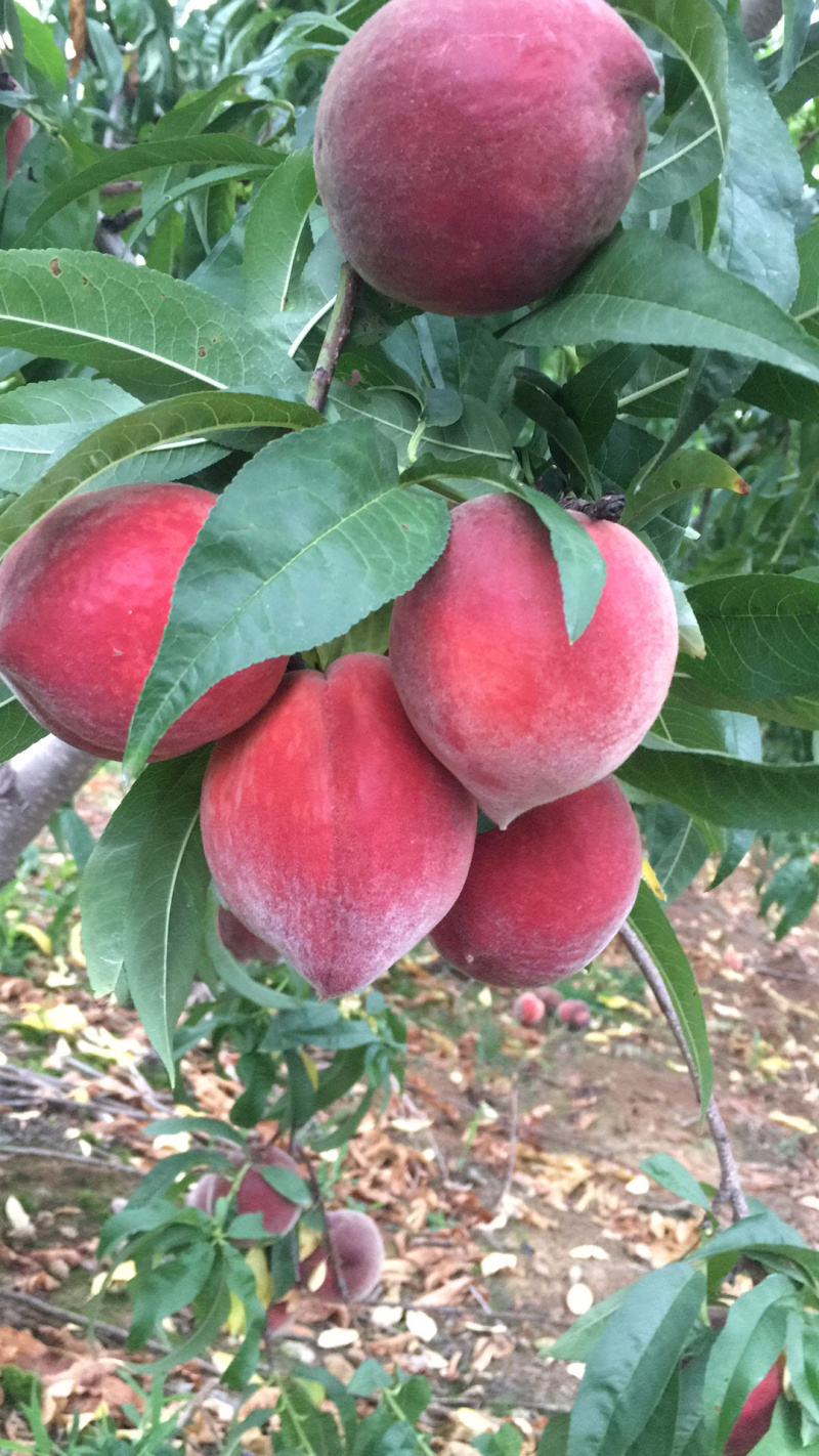 【顺丰包邮】血桃湖北水蜜桃电商微商供应链一件代发落地配