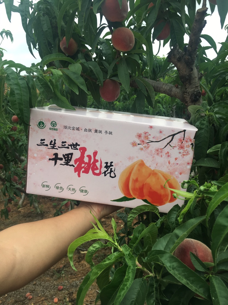 水蜜桃包邮湖北宜城桃子电商微商专供一件代发社区团支持