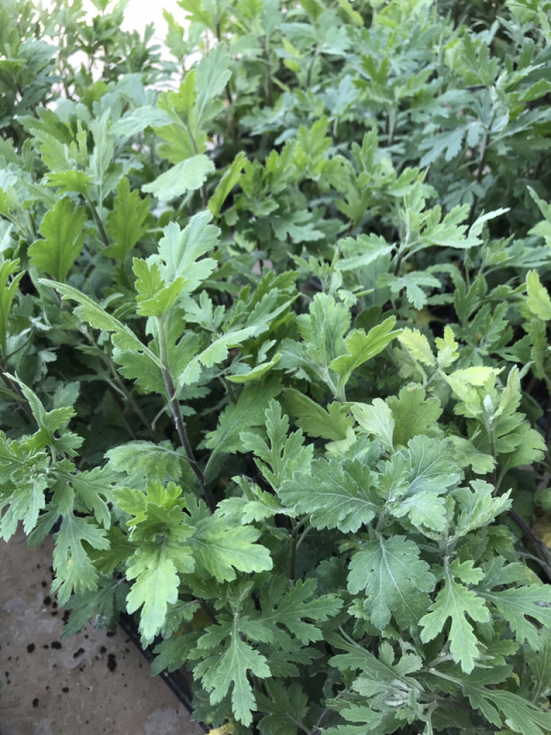菊花菊花苗鲜菊花免费包邮龙爪菊花基地直销提供发票