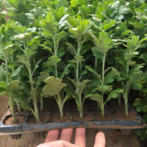 菊花菊花苗鲜菊花免费包邮龙爪菊花基地直销提供发票