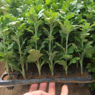 菊花菊花苗鲜菊花免费包邮龙爪菊花基地直销提供发票