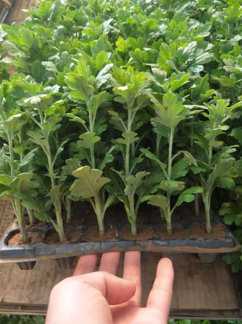 菊花菊花苗鲜菊花免费包邮龙爪菊花基地直销提供发票