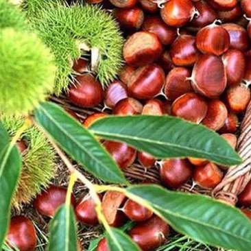 镇安板栗🌰