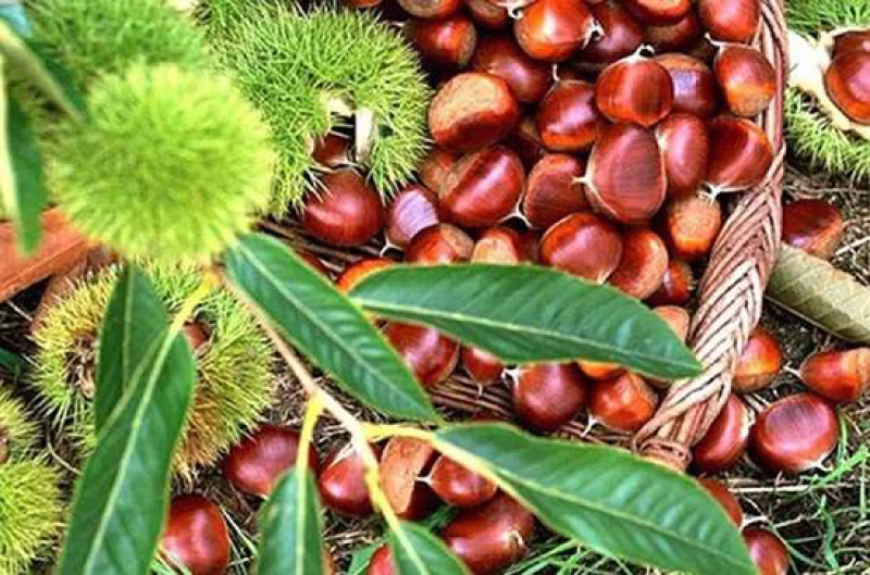镇安板栗🌰