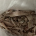 金枪鱼碎肉