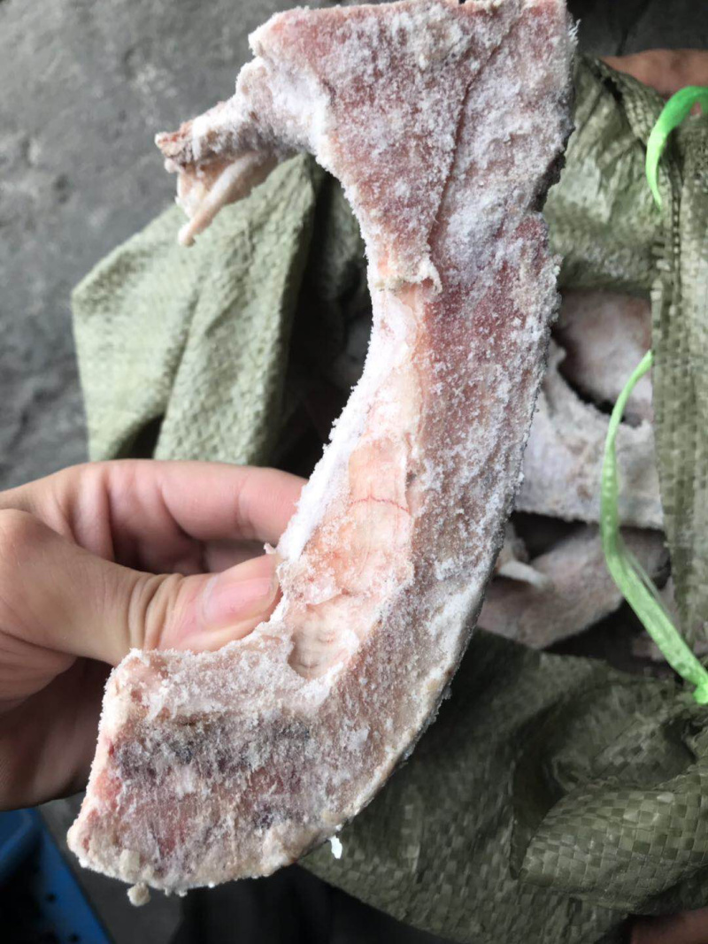 中目金枪鱼脖