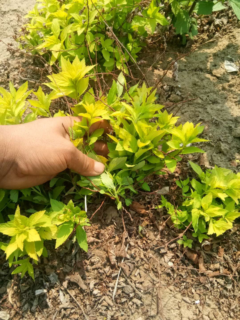 金山绣线菊，金艳绣线菊，还有杯苗，全国邮寄。