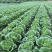 黄心大白菜湖北利川高山反季节支持线上交易