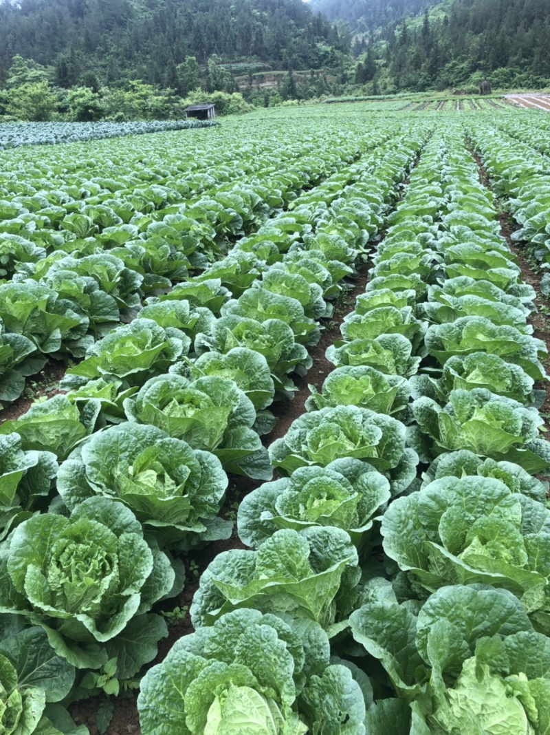 黄心大白菜湖北利川高山反季节支持线上交易