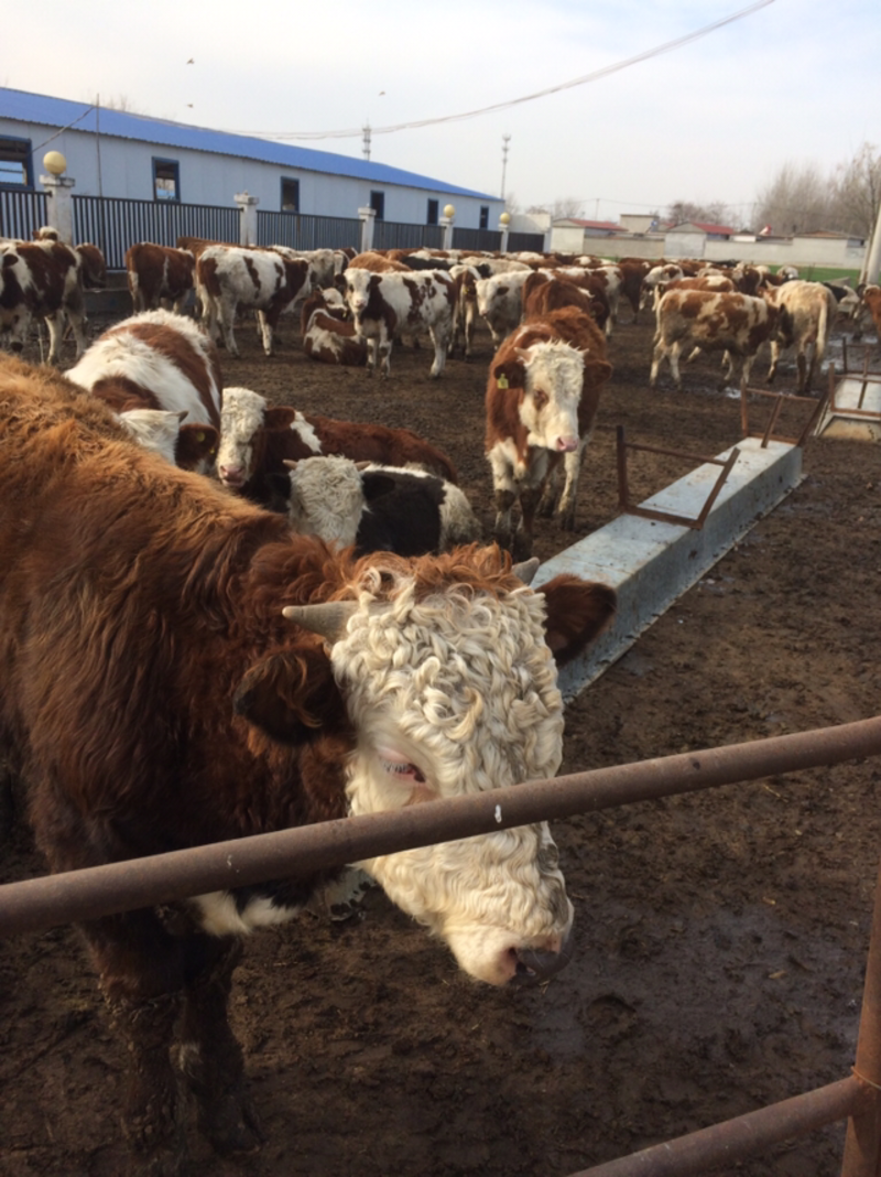 西门塔尔牛牛犊、鲁西黄牛牛犊200斤到600斤的，包送货