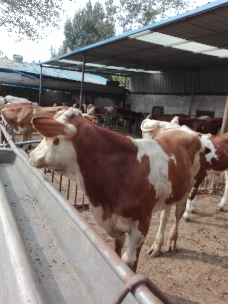 西门塔尔牛牛犊、鲁西黄牛牛犊200斤到600斤的，包送货