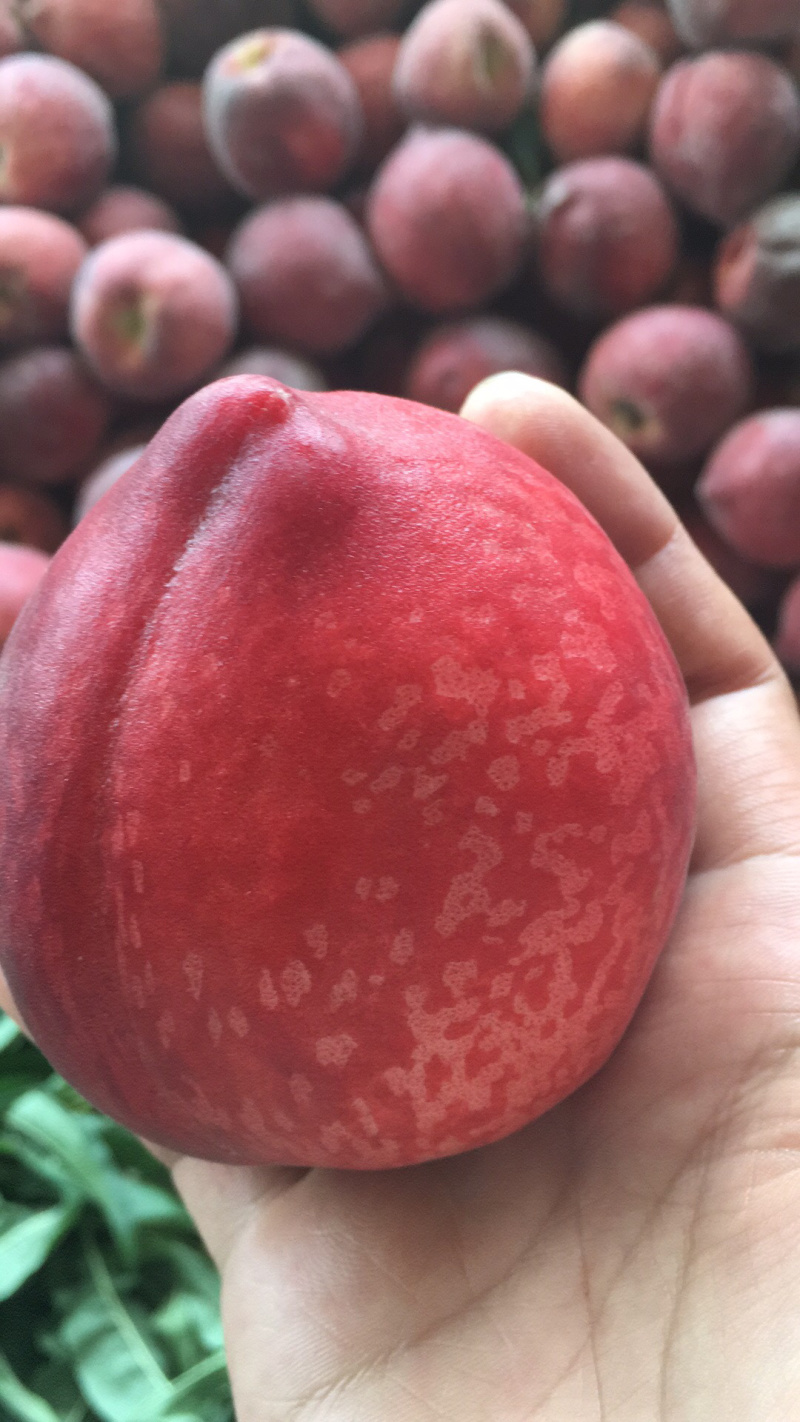 血桃湖北血桃水蜜桃批发代发电商微商专供