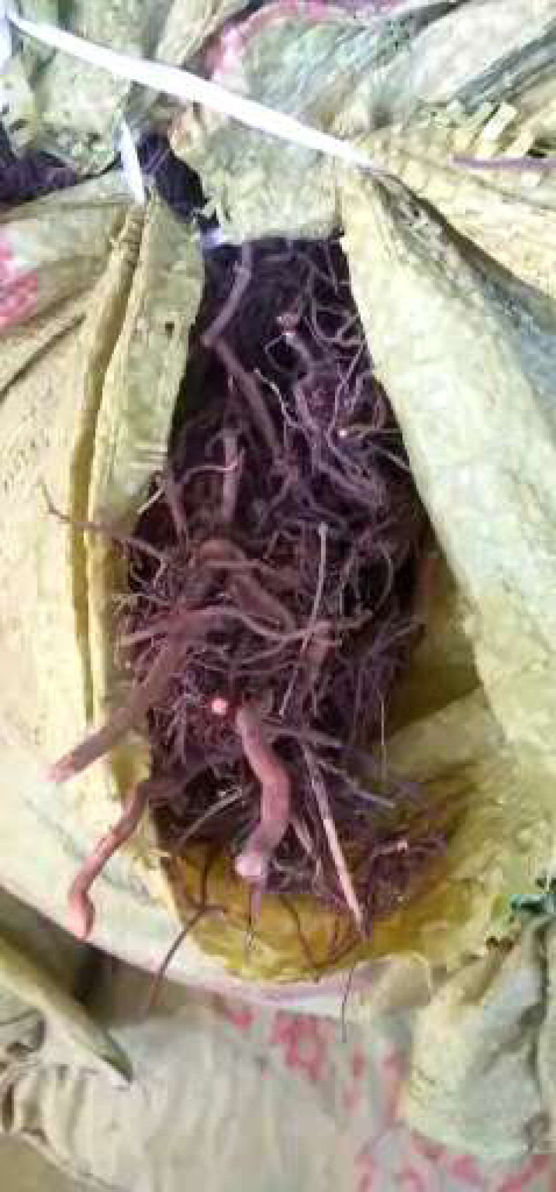 茜草