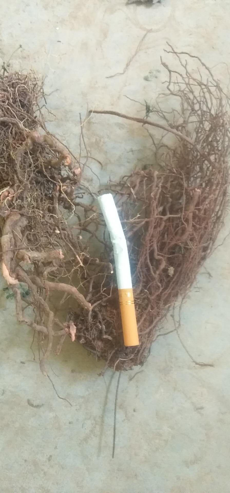 茜草