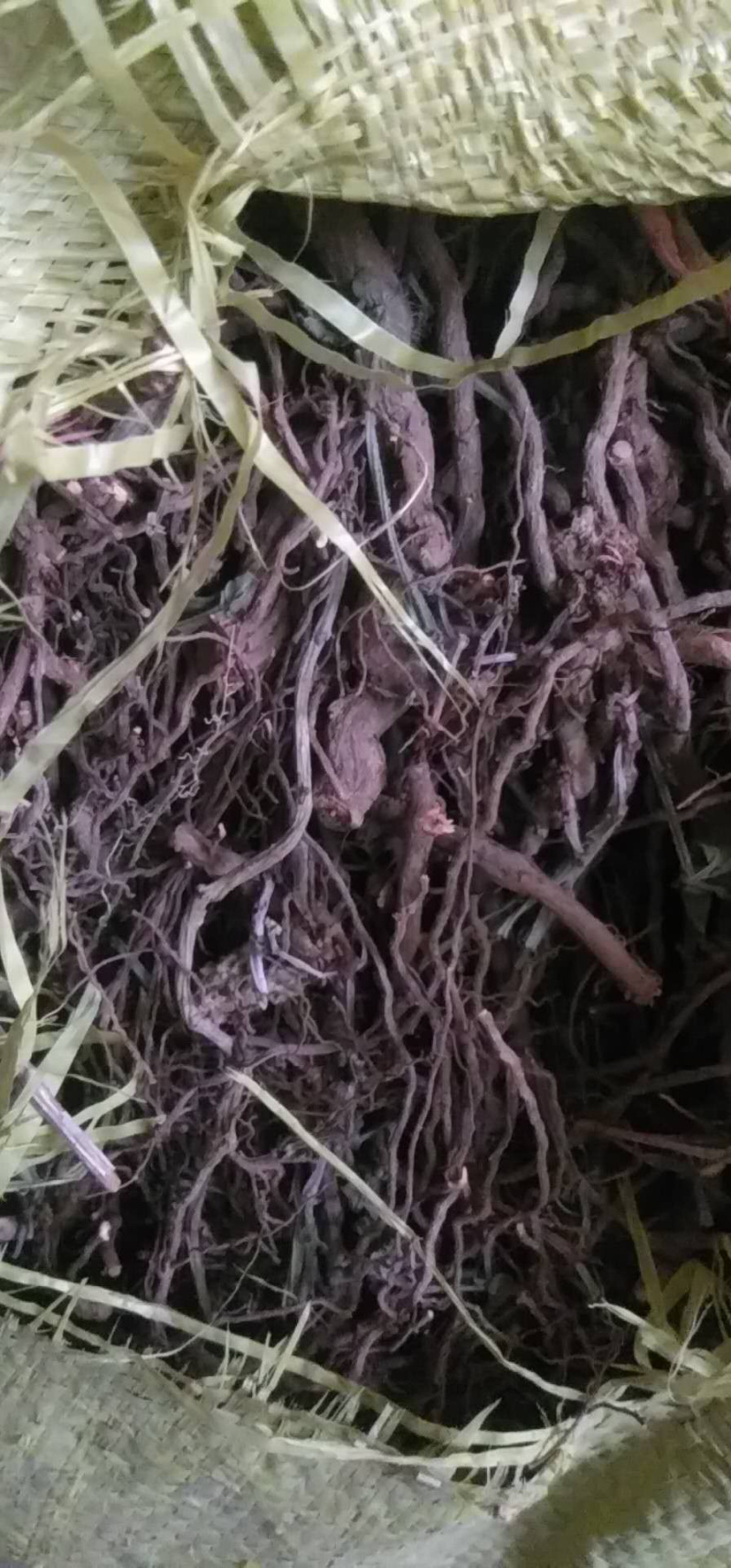 茜草