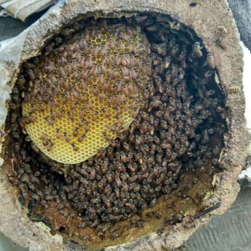 正宗野生土蜂蜜，无任何添加