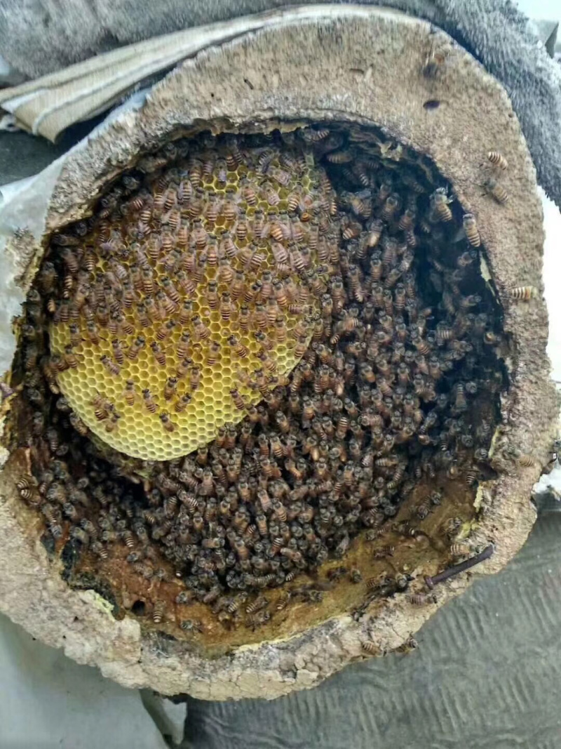 正宗野生土蜂蜜，无任何添加