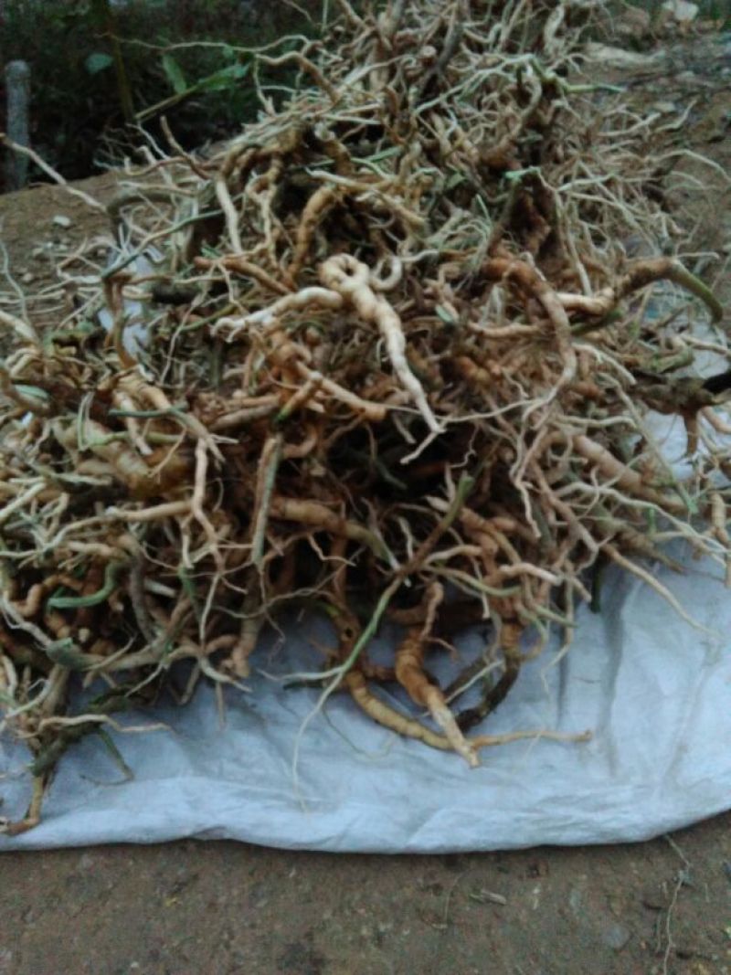 黄花倒水莲干货，根须干条，根须切片货均有货