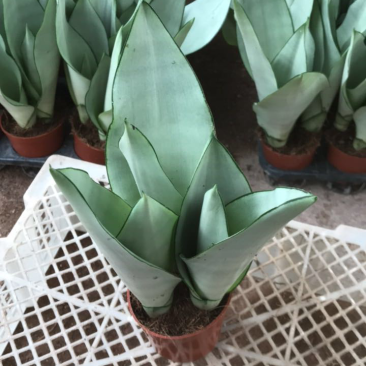 虎皮兰，白玉，黑砖，各种新品种，福建基地一手批发