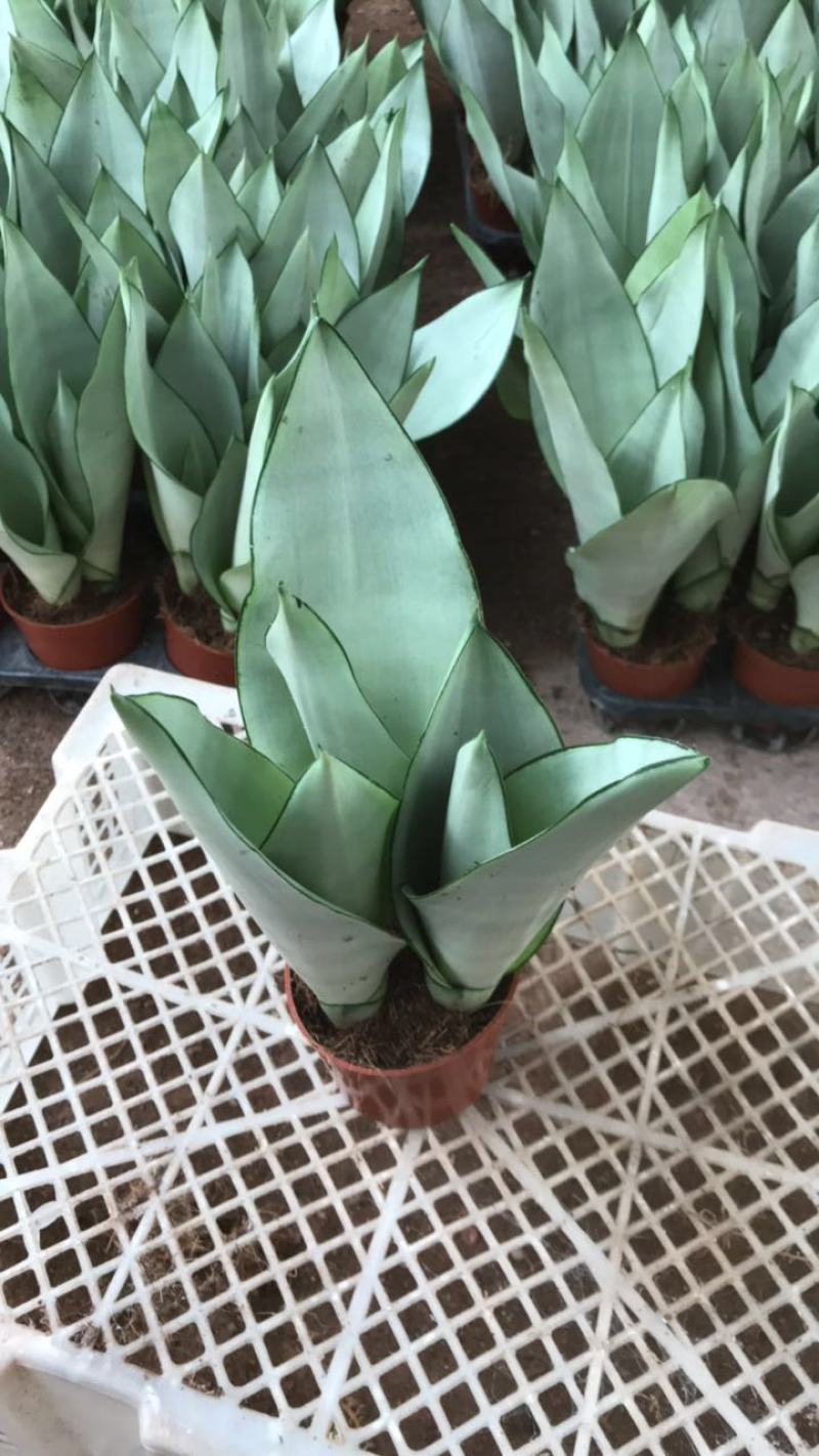 虎皮兰，白玉，黑砖，各种新品种，福建基地一手批发