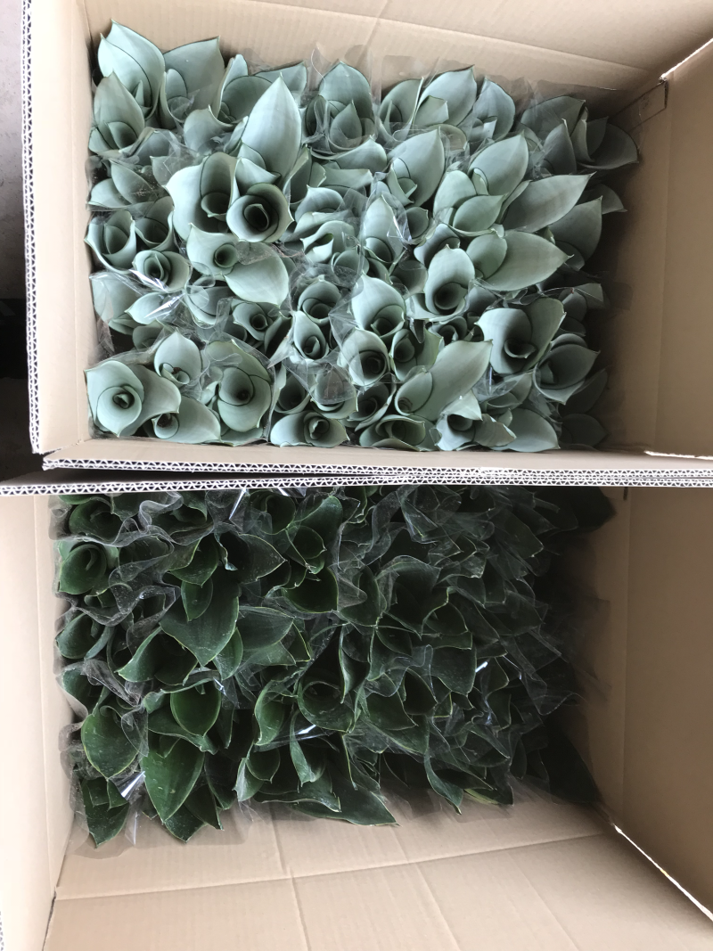 虎皮兰，白玉，黑砖，各种新品种，福建基地一手批发