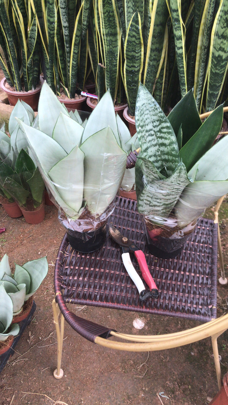 虎皮兰，白玉，黑砖，各种新品种，福建基地一手批发