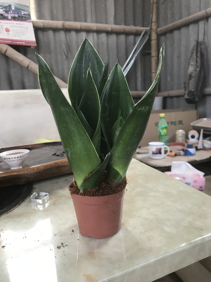 虎皮兰，白玉，黑砖，各种新品种，福建基地一手批发