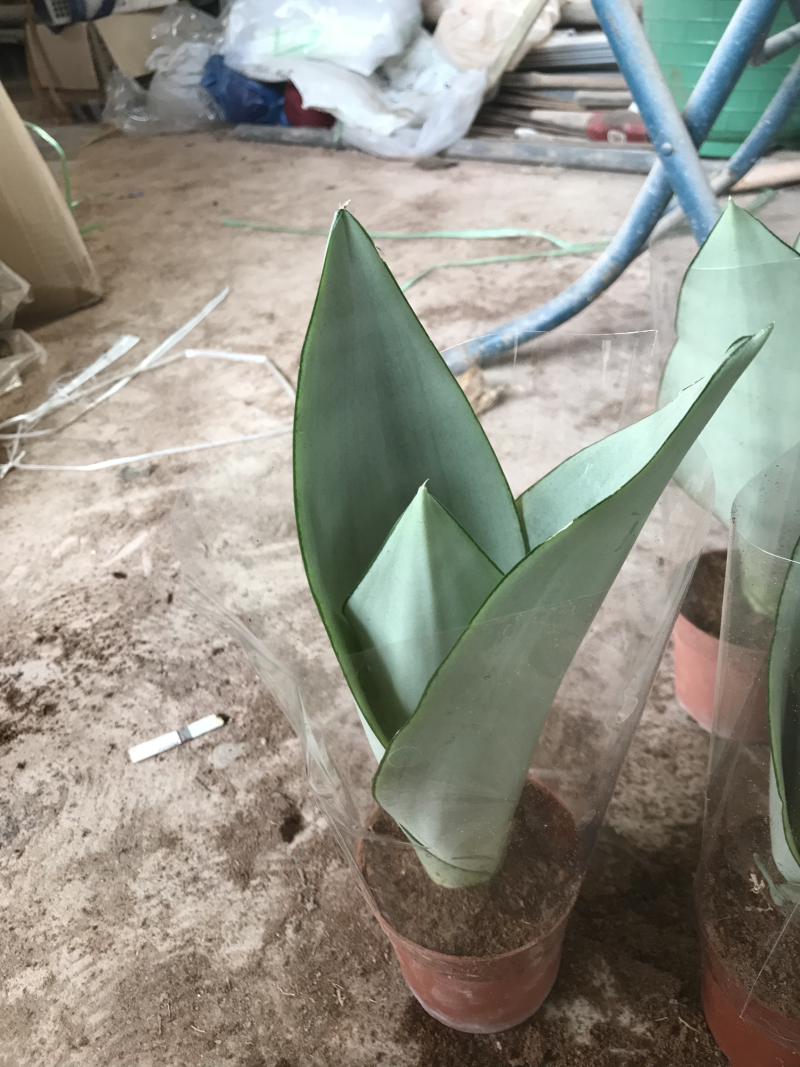 虎皮兰，白玉，黑砖，各种新品种，福建基地一手批发