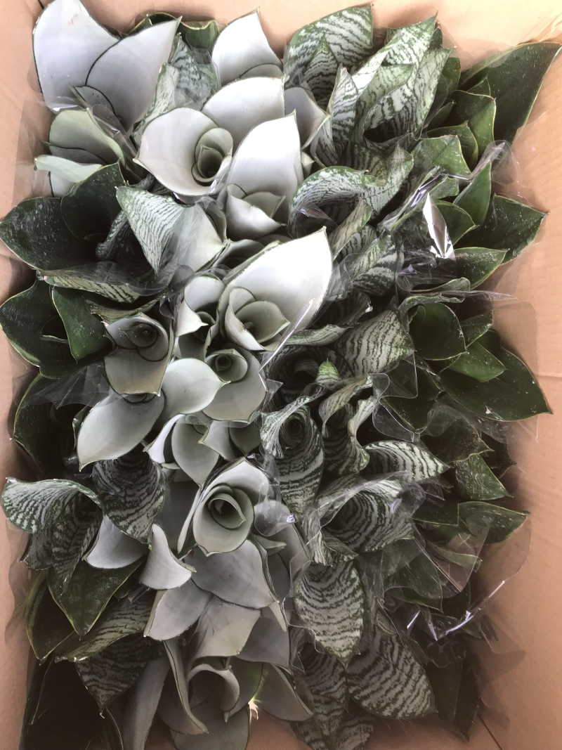 虎皮兰，白玉，黑砖，各种新品种，福建基地一手批发