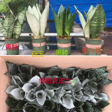 虎皮兰，加伦白玉，福建基地一手批发