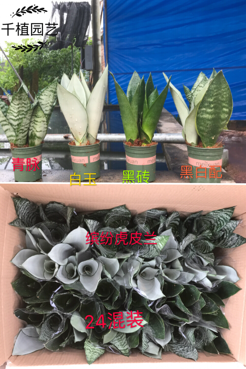 虎皮兰，加伦白玉，福建基地一手批发