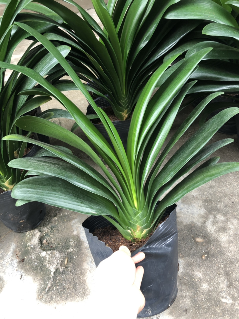 君子兰室内盆栽四季花卉观叶室内花盆栽植物好养植物包