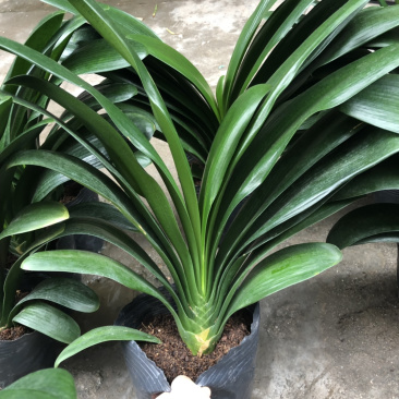 君子兰室内盆栽四季花卉观叶室内花盆栽植物好养植物包