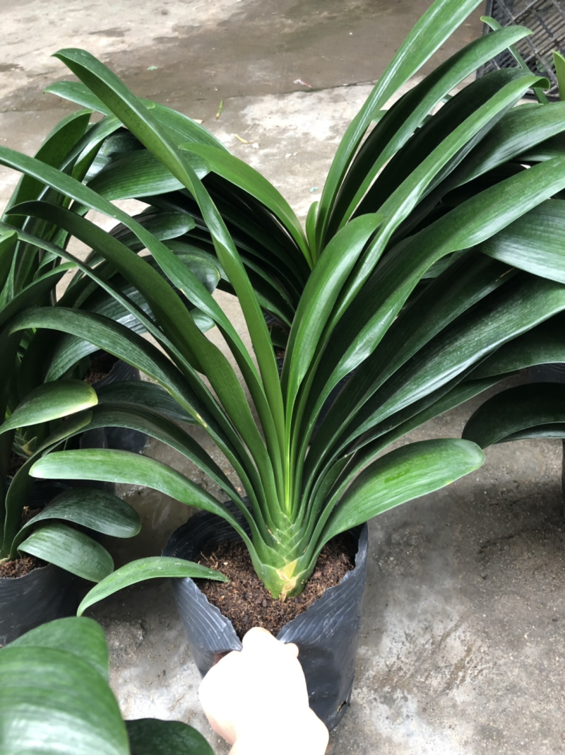 君子兰室内盆栽四季花卉观叶室内花盆栽植物好养植物包