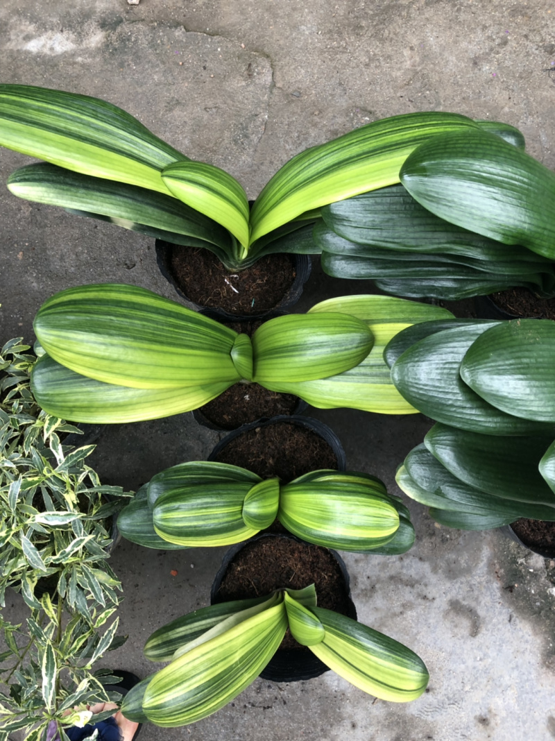君子兰室内盆栽四季花卉观叶室内花盆栽植物好养植物包