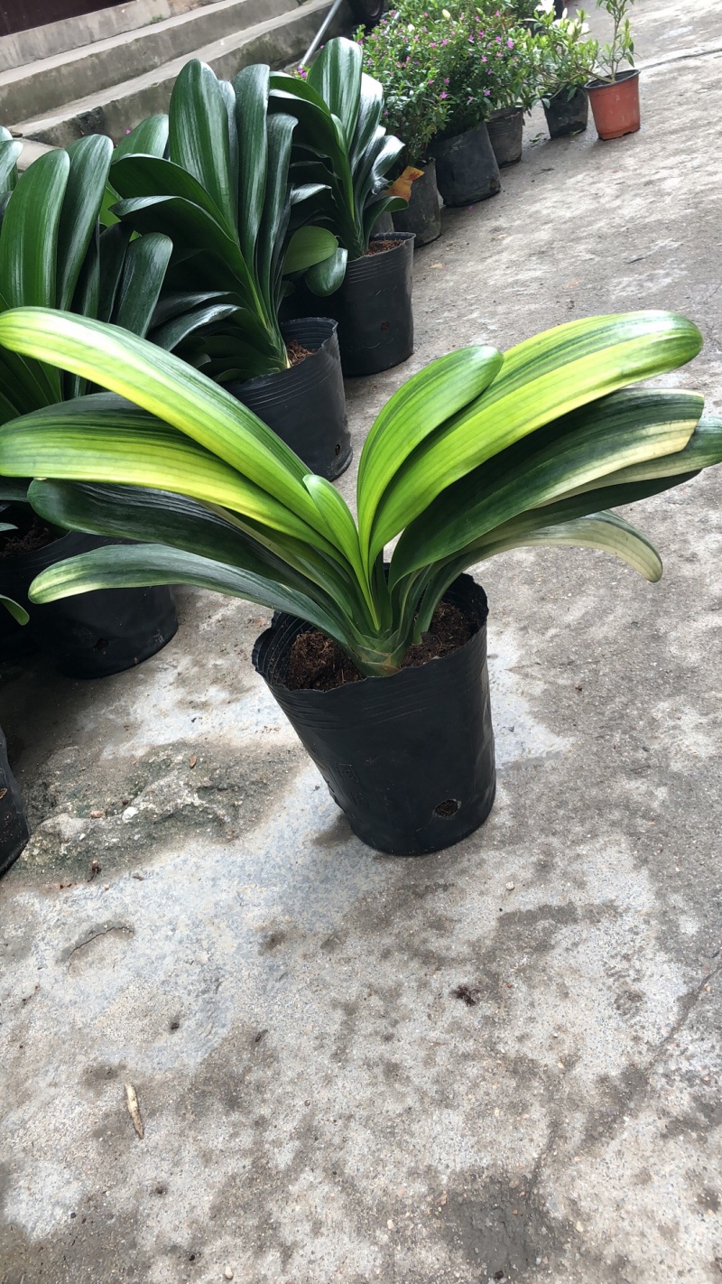 君子兰室内盆栽四季花卉观叶室内花盆栽植物好养植物包