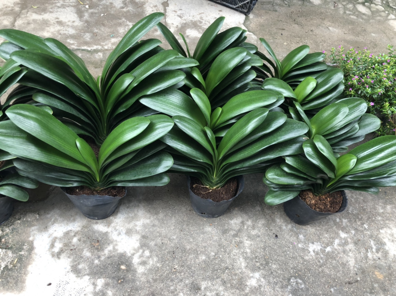 君子兰室内盆栽四季花卉观叶室内花盆栽植物好养植物包