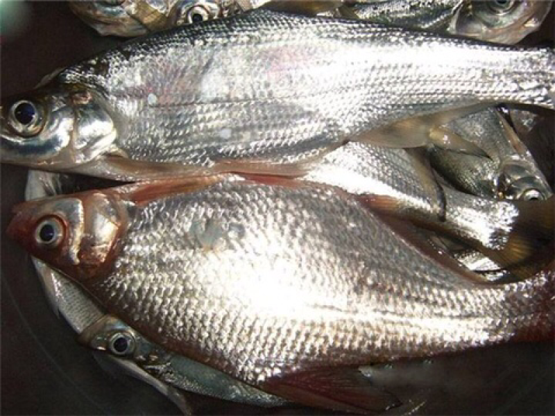 鳊鱼鱼苗三角鲂鱼苗大量批发