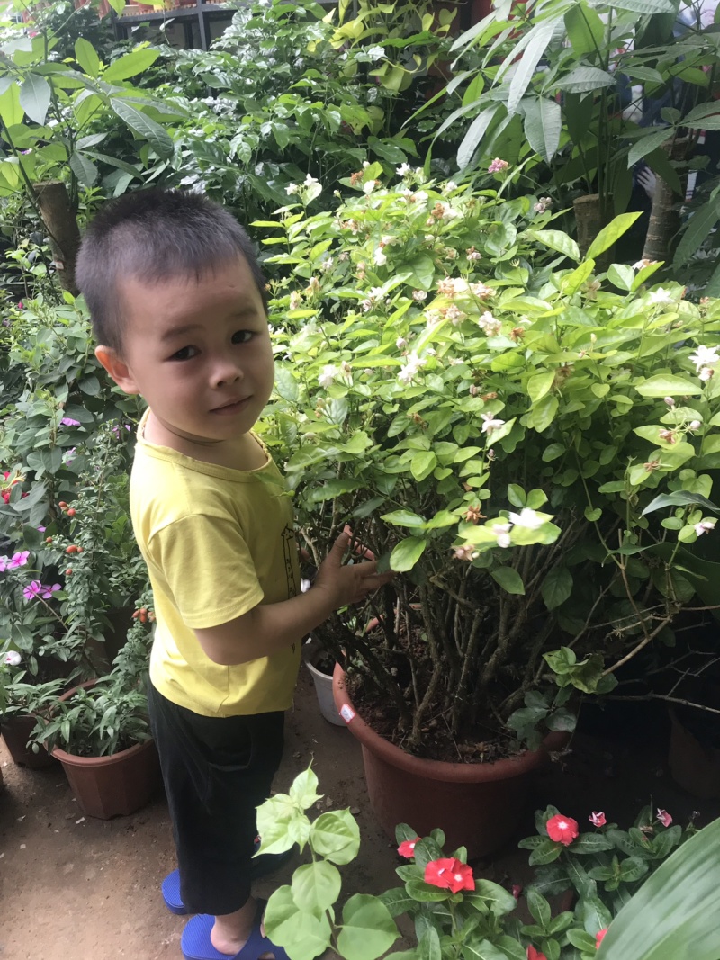 茉莉花含盆