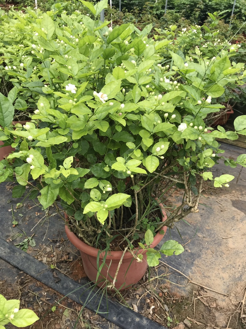 茉莉花含盆