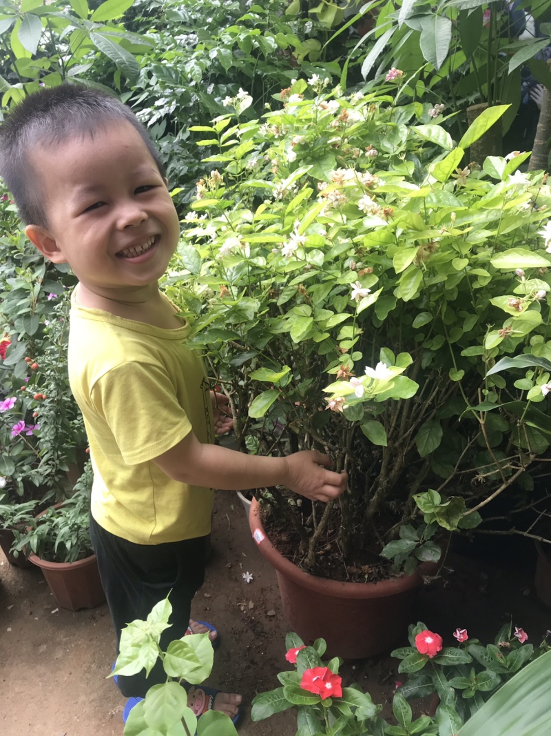 茉莉花含盆