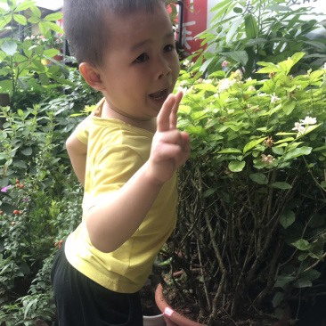 茉莉花含盆