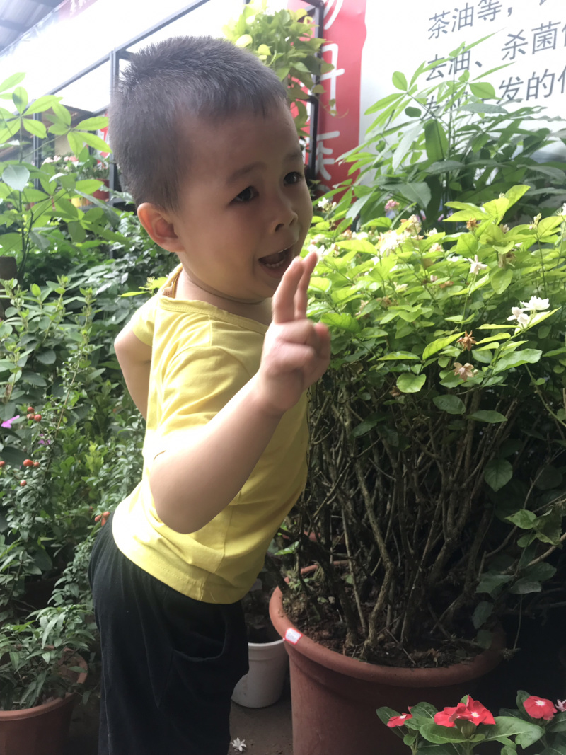 茉莉花含盆